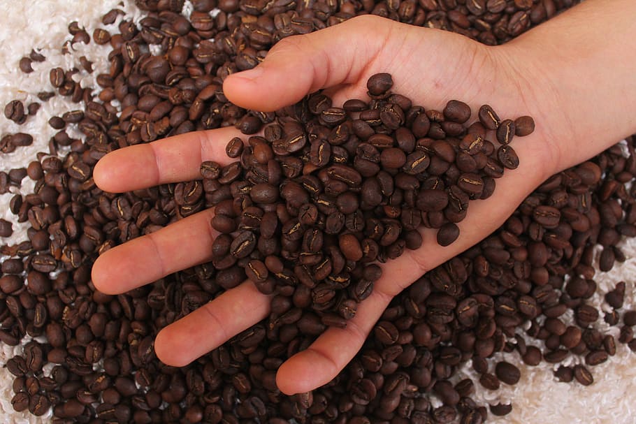 caffè, bere, caffeina, bar, fresco, bevande, cappuccino, aroma, caffè tostato, Chicco di caffe, grano arrostito, cibo, gusto, stimolante, prima colazione, mano, dita, cibo e bevande, mano umana, parte del corpo umano, chicco di caffè tostato, caffè - bevanda, abbondanza, freschezza, una persona, Marrone, vista dall'alto, avvicinamento, grande gruppo di oggetti, direttamente sopra, detenzione, mani a coppa, mangiare sano, agricoltura, dito, 5K