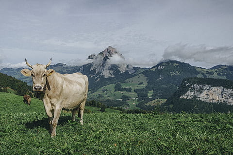 vaca marrón, mamífero, animal, ganado, vaca, Suiza, títeres, toro, vaca lechera, cuerno largo, fauna silvestre, alce, ciervo, gris, temas de animales, un animal, animales domesticos, montaña, nacional, mascotas, hierba, belleza en la naturaleza, vertebrado, tierra, campo, paisaje, planta, cielo, paisajes - naturaleza, día, nube - cielo, nadie, herbívoro, al aire libre, 4K, CC0, dominio público, libre de derechos