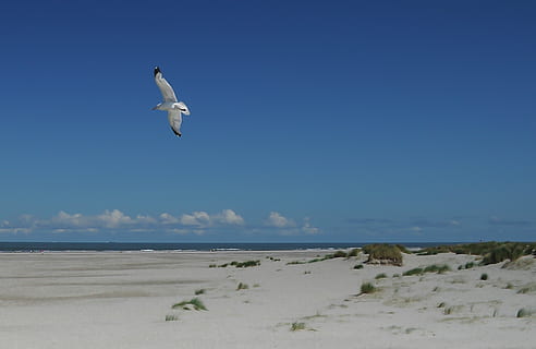 hvid, sort, flyvende, fugl, strand, måge, dyr i naturen, dyre temaer, hvirveldyr, himmel, dyreliv, dyr, et dyr, skønhed i naturen, spredte vinger, jord, scenics - natur, natur, Midt i luften, dag, vand, hav, rolig scene, ingen mennesker, udendørs, 1080P, CC0, offentligt domæne, royaltyfrie