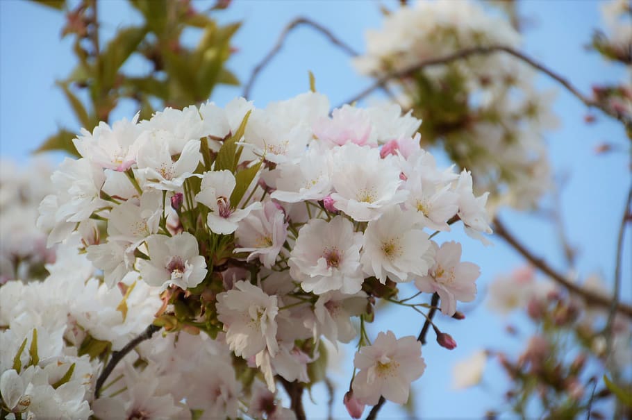 sakura, cirera, Japó, primavera, rosa, arbre, pastel, flors, temporada, branca, pètals, plantes, japonès, decoratiu, flora, botànica, realització, jardí, asia, flor, planta amb flors, planta, fragilitat, frescor, vulnerabilitat, creixement, bellesa a la natura, primer pla, vista d’angle baix, pètal, naturalesa, dia, centrar-se en primer pla, cap gent, Color blanc, flor de cirerer, cap de flor, a l'aire lliure, pol·len, cirerer, Ram de flors, 2K