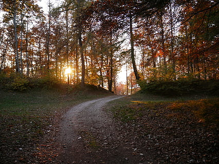 pathway between trees, road, dirt road, gravel, path, italy, province of trento, plant, outdoors, nature, land, tree, forest, flora, vegetation, autumn, tranquility, beauty in nature, tranquil scene, the way forward, direction, no people, growth, change, scenics - nature, non-urban scene, day, sunlight, transportation, woodland, trail, 4K, CC0, public domain, royalty free