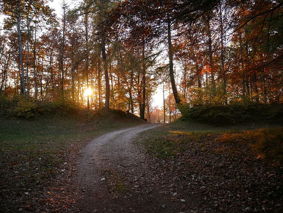 sti mellem træer, vej, grusvej, grus, sti, Italien, provinsen Trento, plante, udendørs, natur, jord, træ, Skov, flora, vegetation, efterår, ro, skønhed i naturen, rolig scene, vejen frem, retning, ingen mennesker, vækst, lave om, scenics - natur, ikke-urbane scene, dag, sollys, transportmidler, 4K