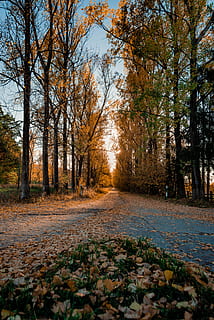 strada, circondare, alberi, terra, suolo, albero, pianta, vegetazione, all'aperto, flora, natura, foresta, strada sterrata, ghiaia, betulla, parco, conifera, macerie, edera, oceano, mare, autunno, modificare, direzione, la strada davanti, bellezza nella natura, la tranquillità, foglia, parte vegetale, crescita, nessuno, giorno, scena tranquilla, scenics - natura, sentiero, scena non urbana, caduta, bosco, le foglie, disordinato, treelined, 5K, CC0, dominio pubblico, privo di copyright
