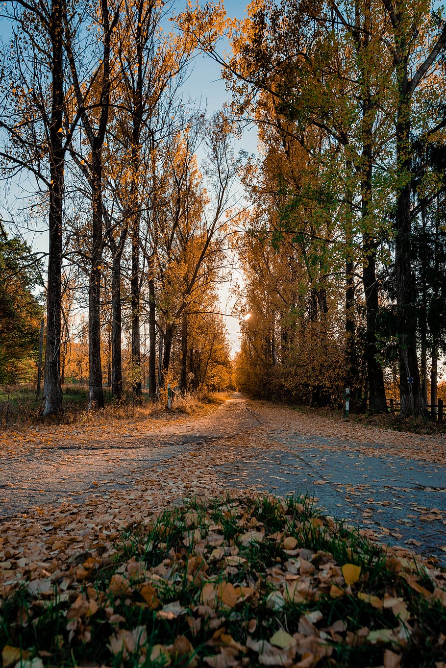 strada, circondare, alberi, terra, suolo, albero, pianta, vegetazione, all'aperto, flora, natura, foresta, strada sterrata, ghiaia, betulla, parco, conifera, macerie, edera, oceano, mare, autunno, modificare, direzione, la strada davanti, bellezza nella natura, la tranquillità, foglia, parte vegetale, crescita, nessuno, giorno, scena tranquilla, scenics - natura, sentiero, scena non urbana, caduta, bosco, le foglie, disordinato, treelined, 5K