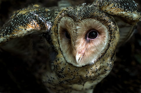 owl brun, animal, animale tematice, a închide, un animal, animale în sălbăticie, animale sălbatice, animale vertebrate, nici o persoana, partea corpului animalului, ochi, în interior, privind camera, mamifer, portret, bufniţă, cap de animal, selectiv, ochi de animale, zi, marin, gura animalului, 5K, CC0, domeniu public, fără drepturi de autor