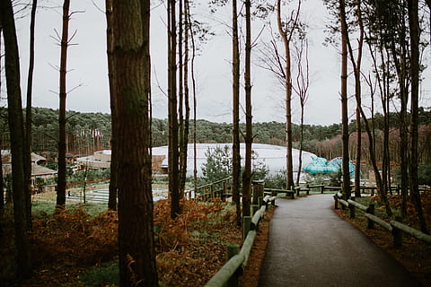 grønbladet træ, plante, træ, udendørs, vand, natur, jord, bygning, gelænder, telt, boliger, vegetation, møbel, flare, lys, boardwalk, bro, træstamme, Woburn, center parcs, bagagerum, rolig scene, ro, retning, vejen frem, skønhed i naturen, ingen mennesker, vækst, Skov, dag, sø, scenics - natur, himmel, treelined, 5K, CC0, offentligt domæne, royaltyfrie