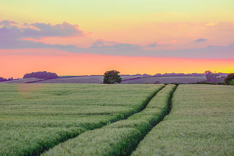 græsfelt, gylden, timers baggrund, Mark, sti, solnedgang, solopgang, orange, grøn, goldsky, spore, fred, dom, farve, natur, Sky, stille, træ, landbrug, landlige scene, gård, udendørs, jord, landskab, sommer, bakke, eng, solopgang - daggry, morgen, scenics, plante, himmel, sæson, sollys, skønhed i naturen, vækst, sol, græs, ikke-urbane scene, skumring, baggrunde, blå, gul, daggry, grøn farve, bjerg, Europa, sky - himmel, efterår, afgrøde, forår, ingen mennesker, plantage, Asien, 5K, CC0, offentligt domæne, royaltyfrie