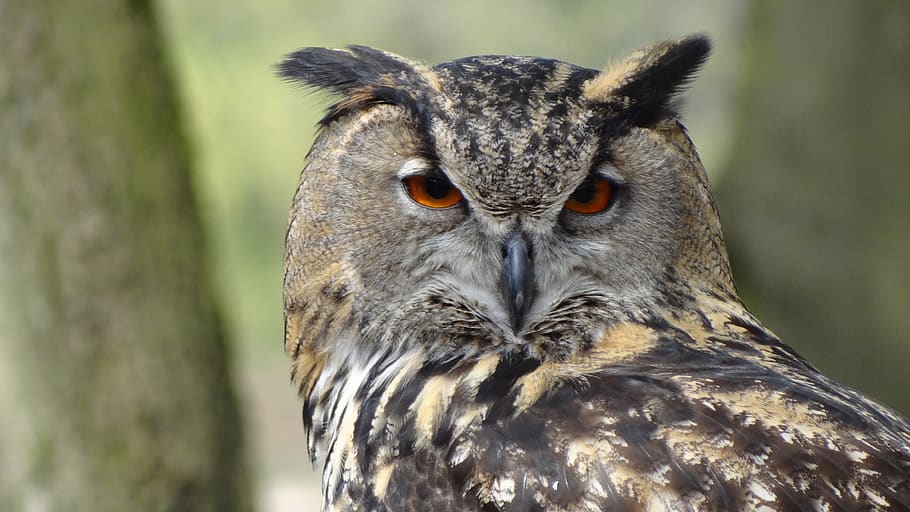 tæt, fotografering, sort, grå, ugle, eagle ugle, eagle-owl, fjer, Skov, dyreliv, dyr i naturen, et dyr, fugl, fokus på forgrunden, hvirveldyr, tæt på, rovfugl, portræt, kigger på kameraet, dag, ingen mennesker, dyr kropsdel, udendørs, natur, leder, dyr øje, gule øjne, 4K