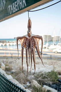 octopus, outdoor, seafood, squid, animal, glass - material, sea, focus on foreground, no people, transparent, water, hanging, close-up, food and drink, day, nature, food, animal themes, sky, transportation, window, outdoors, marine, 5K, CC0, public domain, royalty free