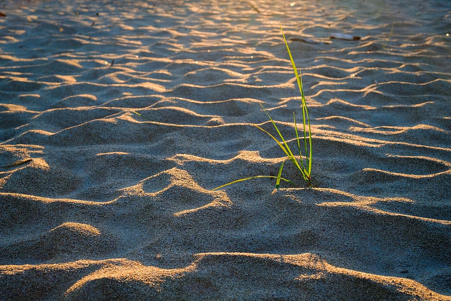 Strand, Sonnenuntergang, Sand, Stroh, Wellen, Tag, Natur, High Angle View, keine Leute, Wasser, Sonnenlicht, draußen, Muster, Schönheit in der Natur, Land, Vollbild, Pflanze, gewellt, Ruhe, Wachstum, Hintergründe, natürliches Muster, nass, Schwimmbad, Reinheit, flach, 5K