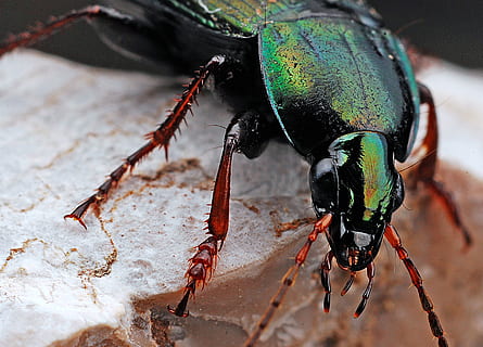 negre, verd, insecte, escarabat, error, primer pla, cames, macro, naturalesa, un animal, temes d'animals, animal, animals a la natura, fauna animal, invertebrat, part del cos dels animals, cap gent, centrar-se en primer pla, a l'aire lliure, dia, zoologia, antena animal, cames d’animal, volar, ull d’animals, cap d’animals, 2K, CC0, domini públic, lliure de regalies