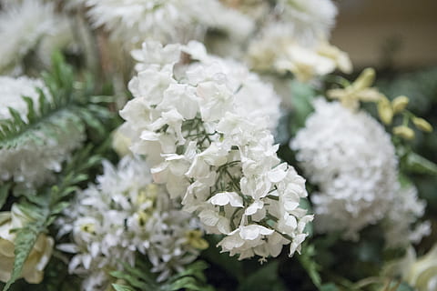 sortiert, Weiß, Blumen, Blume, blühende Pflanze, Pflanze, Schönheit in der Natur, Frische, weiße Farbe, Zerbrechlichkeit, Verletzlichkeit, Nahansicht, Natur, Fokus auf den Vordergrund, Wachstum, Tag, Blütenkopf, Pflanzenteil, keine Leute, selektiver Fokus, Blatt, draußen, Blütenblatt, Blumenstrauß, Blumenschmuck, Strauß, 2K, CC0, gemeinfrei, lizenzfrei