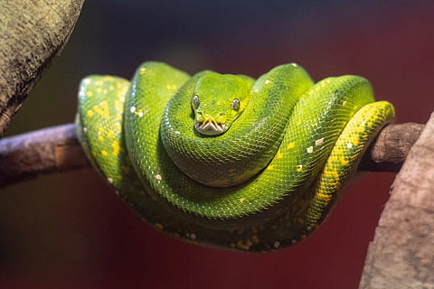 python, slange, kvælerslange, krybdyr, Australien, natur, grøn træ python, dyreliv, dyre temaer, et dyr, dyr i naturen, dyr, afdeling, grøn farve, tæt på, træ, hvirveldyr, ingen mennesker, dyr kropsdel, plante, rullet op, Skov, dag, udendørs, dyr hoved, giftig, regnskov, dyre skala, 4K, CC0, offentligt domæne, royaltyfrie