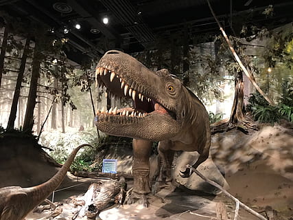 museu, dinosaure, animal, boca oberta, boca, temes d'animals, cap gent, vertebrats, fauna animal, animals a la natura, naturalesa, un animal, representació animal, aigua, dia, part del cos dels animals, ira, a l'aire lliure, agressió, dents d’animals, extingit, boca d’animals, cap d’animals, 1080P, CC0, domini públic, lliure de regalies