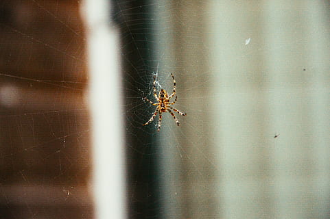 spider, web, insects, animals, invertebrate, insect, animals in the wild, arachnid, animal wildlife, animal themes, one animal, spider web, arthropod, animal, close-up, fragility, no people, day, selective focus, zoology, focus on foreground, nature, animal leg, outdoors, 5K