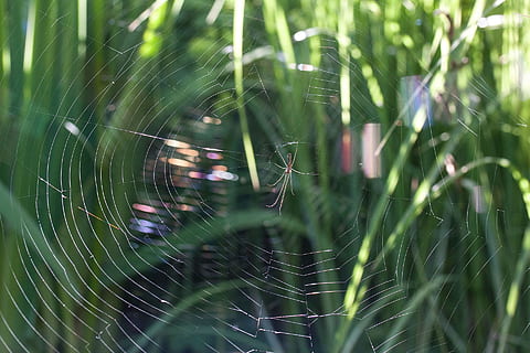 strecker, web, pavouk, hmyz, zvíře, divoký, Příroda, pavoučí síť, křehkost, detail, zranitelnost, rostlina, krása v přírodě, den, zvířat, nikdo, selektivní zaměření, pavoukovec, zaměřit se na popředí, voda, venku, zelená barva, pokles, členovců, složitost, rosa, 1080P, CC0, veřejná doména, bez autorských práv