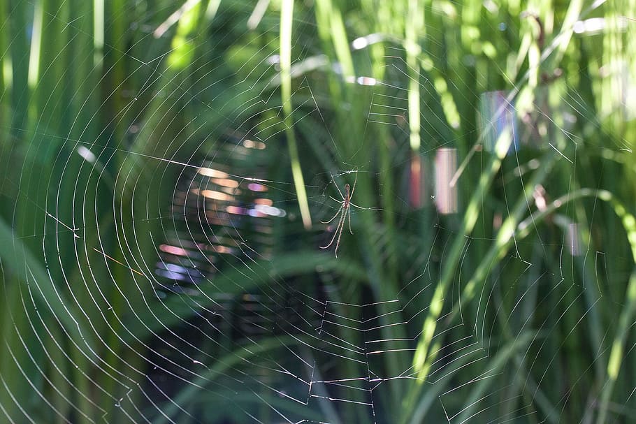 strecker, web, aranya, insecte, animal, salvatge, naturalesa, teranyina, fragilitat, primer pla, vulnerabilitat, planta, bellesa a la natura, dia, temes d'animals, cap gent, enfocament selectiu, aràcnids, centrar-se en primer pla, aigua, a l'aire lliure, color verd, tirar, artròpode, complexitat, rosada, 1080P
