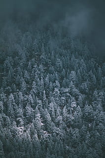 fugl, øyeutsikt, trær, dekket, tåke, tre, vinter, snø, is, frost, humørsyk, tretopp, kald, ze, skog, furutre, fotografi, vandre, utforske, natur, fjell, landskap, utendørs, bakgrunn, gran tre, scenics, kaldtemperatur, årstid, hvit, grantre, vær, skjønnhet i naturen, nåletre, himmel, ingen folk, mørk, jul, blå, ikke-urbane scene, frossen, rolig scene, morgen, lys - naturlig fenomen, 5K, CC0, offentlig domene, opphavsrett gratis