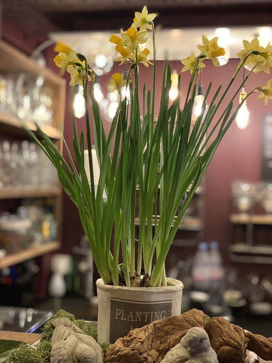 påskeliljer, blomster, deco, blomst, plante, friskhed, blomstrende plante, fokus på forgrunden, indendørs, ingen mennesker, vase, skønhed i naturen, vækst, dekoration, tæt på, natur, skrøbelighed, sårbarhed, belyst, forretning, blomsterhoved, til salg, arrangement, blomster arrangement, blomsterkrukke, 4K
