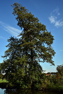 arbre, cel, individualment, verd, estiu, créixer, gran, blau, rural, naturalesa, imponent, alt, estètic, planta, creixement, bellesa a la natura, cap gent, tranquil·litat, vista d’angle baix, dia, escena tranquil·la, color verd, a l'aire lliure, terra, núvol - cel, llum solar, escena no urbana, escenics - natura, camp, 5K, CC0, domini públic, lliure de regalies