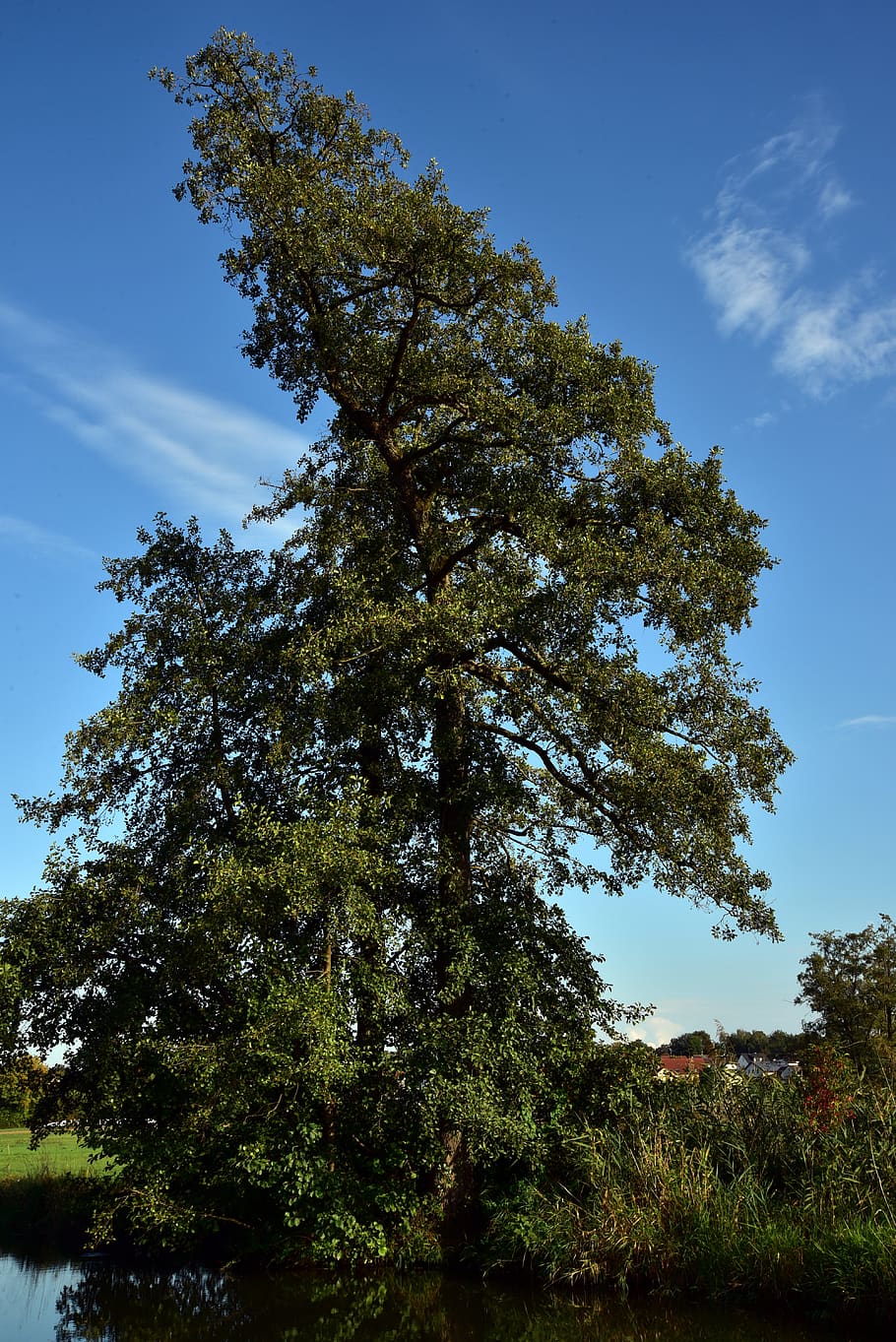 arbre, cel, individualment, verd, estiu, créixer, gran, blau, rural, naturalesa, imponent, alt, estètic, planta, creixement, bellesa a la natura, cap gent, tranquil·litat, vista d’angle baix, dia, escena tranquil·la, color verd, a l'aire lliure, terra, núvol - cel, llum solar, escena no urbana, escenics - natura, camp, 5K