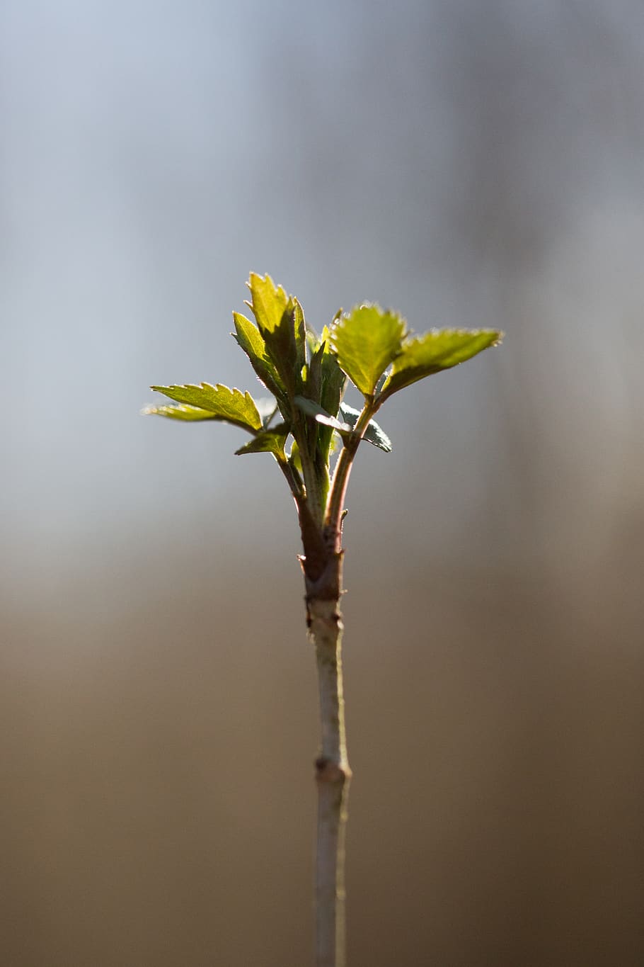 knop, spirende, ny, plante, træ, afdeling, håber, håbefuld, forår, blade, starten, naturligt lys, enkelt, central, makro, landskabet, blomst, blomster, skønhed i naturen, vækst, tæt på, natur, ingen mennesker, friskhed, blomstrende plante, plantestamme, fokus på forgrunden, skrøbelighed, sårbarhed, udendørs, dag, begyndelser, selektiv fokusering, nyt liv, blad, bægerblad, 5K