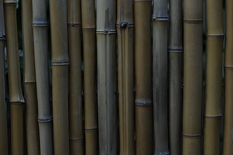 bambu, vägg, bakgrund, full ram, bakgrunder, inget folk, bambu - växt, dag, mönster, stor grupp av objekt, bambu - material, upprepning, rörrör, närbild, sida vid sida, industri, metall, arkitektur, utomhus, överflöd, på rad, fokusera på förgrunden, 5K, CC0, offentligt domän, royaltyfria