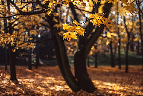 alberi di foglie gialle, albero, foglia, Polonia, Poznan, pianta, flora, foresta, all'aperto, natura, parco, quercia, foglia di acero, autunno, bosco, di stagione, le foglie, luce del sole, acero, vite, giallo, modificare, concentrarsi sulle conoscenze acquisite, bellezza nella natura, terra, crescita, giorno, parte vegetale, pianta fiorita, nessuno, ramo, la tranquillità, avvicinamento, 4K, CC0, dominio pubblico, privo di copyright