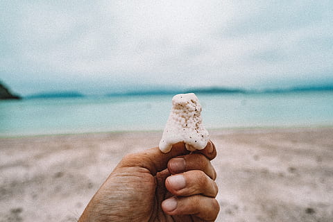mand med seashell, natur, udendørs, human, person, ocean, hav, vand, sand, finger, kystlinjen, kyst, mad, krakker, brød, hånd, cookie, kiks, strand, creme, dessert, menneskelig hånd, jord, menneskelig kropsdel, en person, himmel, bedrift, uigenkendelig person, dag, fokus på forgrunden, sky - himmel, mad og drikke, kropsdel, horisont over vand, 5K, CC0, offentligt domæne, royaltyfrie