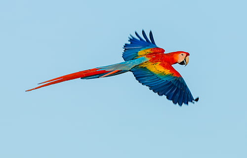 scarlet macaw, blue, animal, animal themes, bird, vertebrate, animal wildlife, flying, animals in the wild, macaw, parrot, one animal, motion, spread wings, no people, sky, nature, red, animal body part, clear sky, mid-air, freedom, blue background, profile view, 2K, CC0, public domain, royalty free