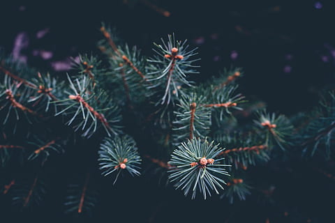 zelená, borovice, detailní, fotografování, strom, vánoční strom, jedle, jehličí borovice, venkovní, spikey, christma, rostlina, růst, detail, krása v přírodě, nikdo, Příroda, zaměřit se na popředí, den, zelená barva, venku, svěžest, klid, květ, selektivní zaměření, kvetoucí rostlina, přistát, křehkost, zranitelnost, stonek rostliny, jehly - část rostliny, jehličnatého stromu, 5K, CC0, veřejná doména, bez autorských práv