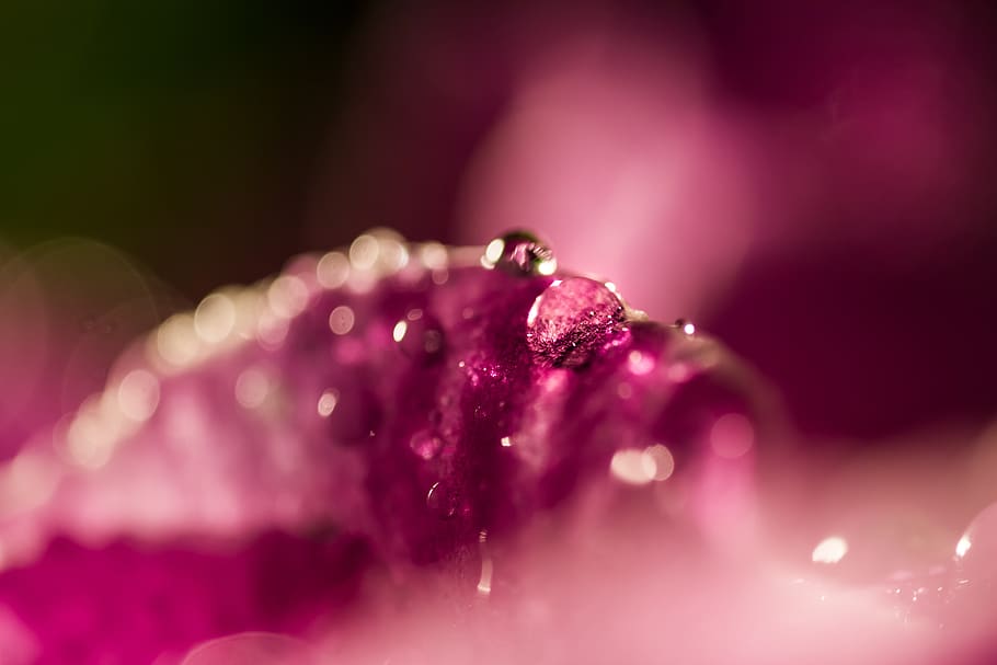 ultra, macro, degoteig, flor, naturalesa, fons, tirar, primer pla, porpra, enfocament selectiu, frescor, aigua, humit, bellesa a la natura, color rosa, planta amb flors, rosada, planta, cap gent, tir de l'estudi, fragilitat, vulnerabilitat, luxe, cap de flor, puresa, brillant, suavitat, 5K