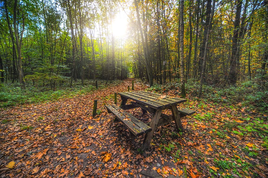 marró, fusta, taula, banc, verd, arbres, alba, la llum del dia, medi ambient, fullatge de tardor, flora, bosc, orientació, paisatge, natural, naturalesa, a l'aire lliure, parc, escènic, temporada, sol, llum solar, boscos, arbre, tardor, terra, seient, full, planta, part de la planta, tranquil·litat, dia, bellesa a la natura, cap gent, tronc de l'arbre, canvi, material de fusta, tronc, escena no urbana, fulles, Banc del parc, caure, 5K