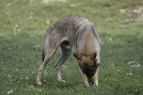 llop, paquet, depredador, naturalesa, animal salvatge, llops de fusta, scheu, mamífer, timberwolf, carnívors, caçador, bosc, paisatge, animal, temes d'animals, un animal, camp, terra, herba, vertebrats, animals domèstics, nacional, mascotes, animal jove, centrar-se en primer pla, cap gent, planta, dia, fauna animal, bestiar, animals a la natura, herbívors, 4K, CC0, domini públic, lliure de regalies