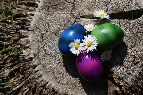 easter, easter eggs, colorful, colored, spring, easter nest, easter theme, egg, flower, flowering plant, plant, nature, freshness, vulnerability, close-up, fragility, celebration, easter egg, beauty in nature, high angle view, day, no people, food, sunlight, outdoors, growth, purple, flower head, 5K, CC0, public domain, royalty free
