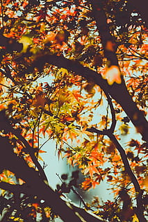 Ahornbaum, Baum, Herbst, Pflanze, Ast, Veränderung, Blatt, Pflanzenteil, Schönheit in der Natur, Wachstum, Natur, keine Leute, Flachwinkelansicht, Tag, draußen, Vollbild, Ruhe, Sonnenlicht, orange Farbe, Hintergründe, Fokus auf den Vordergrund, Blätter, Ahornblatt, fallen, natürlicher Zustand, Baumkrone, 4K, CC0, gemeinfrei, lizenzfrei