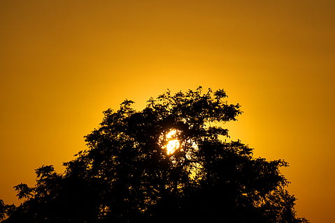 sunset, evening, mood, light, tree, silhouette against the light, sun, rays, romance, sky, yellow, red, afterglow, evening sky, plant, beauty in nature, tranquility, orange color, silhouette, scenics - nature, tranquil scene, growth, low angle view, no people, nature, outdoors, idyllic, treetop, non-urban scene, branch, 5K, CC0, public domain, royalty free