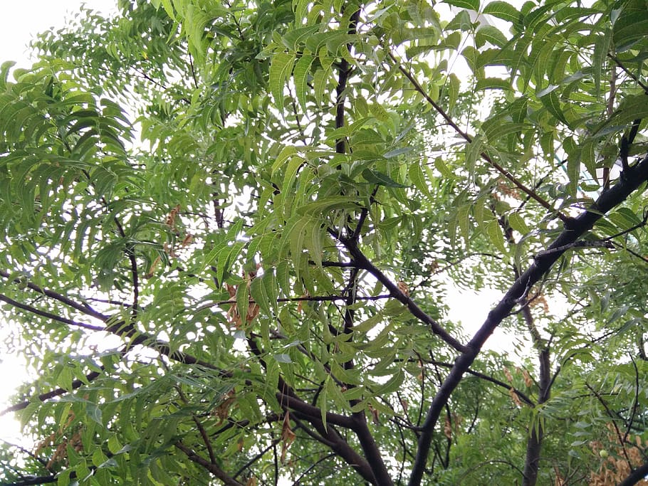 pune, naturalesa, arbre, full, arbres, bosc, planta, creixement, vista d’angle baix, branca, bellesa a la natura, color verd, part de la planta, dia, cap gent, tranquil·litat, a l'aire lliure, fullatge, terra, exuberant fullatge, marc complet, fons, bambú - planta, copa de l'arbre, 4K