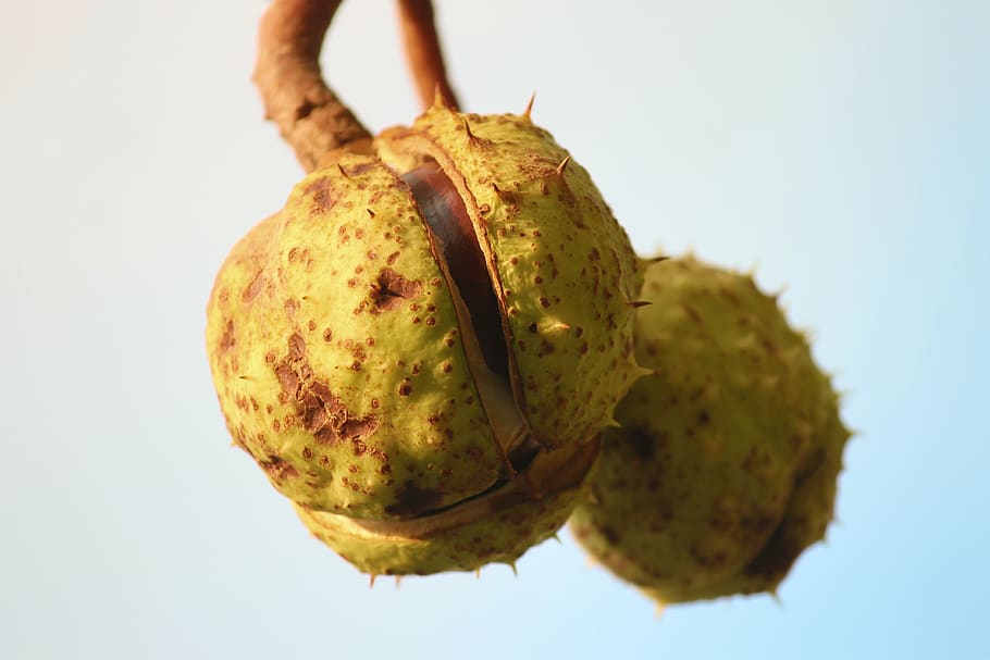 castanya, castanyer, fruita de castanya, obert, arbre, tardor, espinós, fruita, naturalesa, primer pla, estimular, depenen, shell, explosió, mig obert, alimentació saludable, menjar, menjar i beguda, benestar, frescor, sol objecte, tir de l'estudi, cap gent, centrar-se en primer pla, putrefacció, a l'interior, fruita tropical, madur, planta, fons blanc, antihigiènic, orgànic, 4K