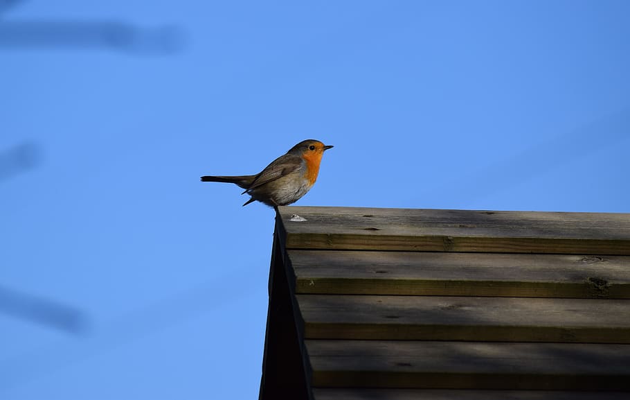 Vogel, Robin, Tierwelt, Tierthemen, Tier, Tiere in freier Wildbahn, ein Tier, Wirbeltier, hocken, Flachwinkelansicht, Holz - Material, keine Leute, Himmel, Tag, Natur, die Architektur, klarer Himmel, Blau, draußen, kopieren sie platz, 5K
