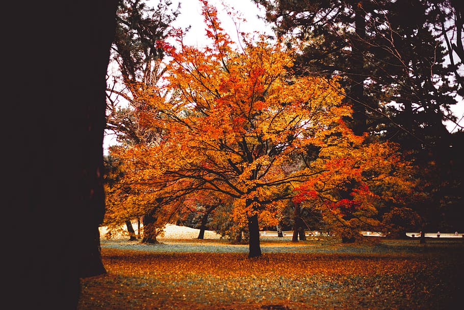albero dalle foglie d'arancio, albero, pianta, acero, tronco d'albero, foglia, luce, buio, albero di arance, parco, autunno, ombra, Giappone, tokyo, albero colorato, foglia di acero, marina, fiore, fiorire, croco, luce del sole, modificare, colore arancione, natura, bellezza nella natura, la tranquillità, crescita, nessuno, scenics - natura, giorno, parte vegetale, terra, scena tranquilla, campo, all'aperto, condizione naturale, collezione autunnale, 5K