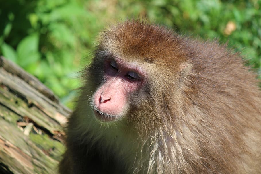 mico, macaque, mamífers, primat, zoo, naturalesa, pell, evolució, roux, animals, ros, animal, temes d'animals, fauna animal, mamífer, animals a la natura, un animal, vertebrats, pèl d’animals, cap gent, primer pla, cap d’animals, dia, part del cos dels animals, centrar-se en primer pla, cabell, mirant, a l'aire lliure, babuí, musell, 5K