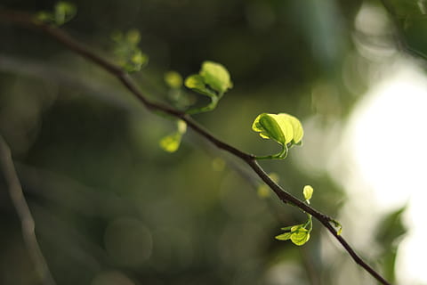 plant, leaf, tree, flare, light, sprout, vegetable, grain, produce, food, flower, bud, blossom, veins, seed, droplet, pollen, fruit, spring, apricot, growth, plant part, beauty in nature, close-up, nature, focus on foreground, green color, day, no people, outdoors, selective focus, branch, plant stem, vulnerability, fragility, beginnings, twig, 5K, CC0, public domain, royalty free