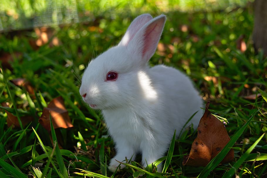 kanin, græs, nuttet, påske, dyr, lodne, Påske hare, ferie, forår, kæledyr, hvid, indenlandske, baby, ung, hare, pattedyr, yndig, sjovt, blød, sød, lille, ører, albino, dyre temaer, et dyr, plante, kanin - dyr, hvirveldyr, dyreliv, natur, jord, hvid farve, Mark, dyr i naturen, ingen mennesker, tæt på, fokus på forgrunden, grøn farve, udendørs, bakkenbart, planteædende, 5K