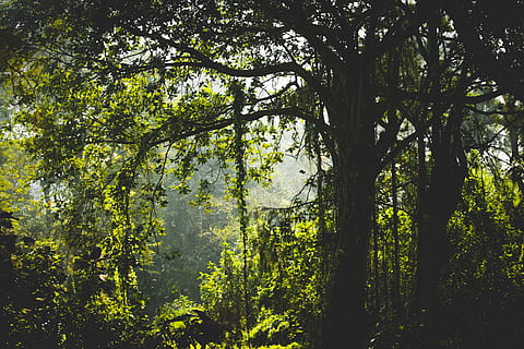 groene gebladerde boom, takken, milieu, Bos, Indië, regenwoud, bomen, boom, fabriek, land-, groene kleur, schoonheid in de natuur, groei, kalmte, scenics - natuur, natuur, geen mensen, weelderig gebladerte, dag, gebladerte, zonlicht, niet-stedelijke scène, rustige scène, boomstam, romp, buitenshuis, bos-, Boomkap, 4K, CC0, publiek domein, royaltyvrij