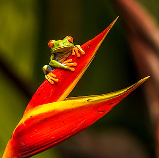 verd, granota, vermell, full, animal, amfibi, vida salvatge, Costa Rica, colors, ulls, diversió, menjar, plàtan, planta, fruita, cardenal, ocell, selva tropical, terra, vegetació, naturalesa, temes d'animals, fauna animal, animals a la natura, primer pla, un animal, flor, planta amb flors, vertebrats, cap gent, centrar-se en primer pla, rèptil, bellesa a la natura, a l'aire lliure, part del cos dels animals, dia, 4K, CC0, domini públic, lliure de regalies