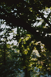pianta, foglia, albero, luce del sole, animale, volante, uccello, le foglie, natura, all'aperto, uv, ombre, tronco d'albero, capi di abbigliamento, abbigliamento, maglietta, mangiatore di api, bagliore, luce, accipiter, crescita, Inquadratura dal basso, bellezza nella natura, nessuno, giorno, la tranquillità, ramo, colore verde, parte vegetale, messa a fuoco selettiva, concentrarsi sulle conoscenze acquisite, foresta, cielo, avvicinamento, baldacchino di albero, 5K, CC0, dominio pubblico, privo di copyright