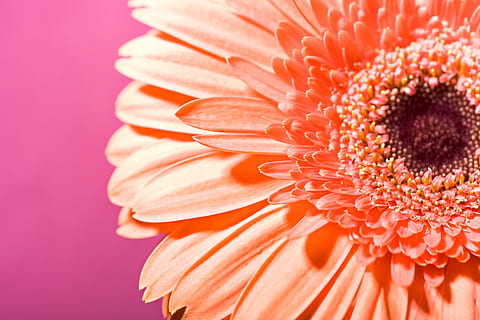 arka fon, güzel, , çiçek, botanik, papatya, bitki örtüsü, Gerbera, ot, bitkisel, bitki, koku, bahar, çiçekli bitki, doğada güzellik, tazelik, taçyaprağı, gerbera papatya, çiçek kafa, kırılganlık, büyüme, kapatmak, çiçeklenme, Güvenlik açığı, doğa, turuncu renk, polen, insansız, stüdyo çekimi, 720P, CC0, kamu malı, telif ücretsiz
