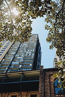 Austràlia, Barangaroo, arquitectura, vista d’angle baix, exterior de l'edifici, estructura construïda, arbre, planta, edifici, cel, naturalesa, cap gent, dia, llum solar, creixement, branca, a l'aire lliure, cel clar, ciutat, finestra, full, modern, exterior d’edifici d’oficines, 5K, CC0, domini públic, lliure de regalies