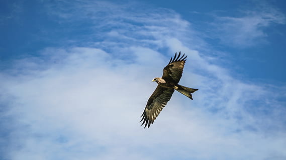 calb, àguila, volant, ennuvolat, cel, ocell, animal, voltor, buzzard, falcó, accipiter, ocell de cometa, còndor, àguila calba, Corb, anhinga, flamarada, llum, Agelaius, merla, colibrí, canari, cigonya, fauna animal, animals a la natura, temes d'animals, vertebrats, un animal, ales separades, vista d’angle baix, núvol - cel, rapinyaire, a l'aire, naturalesa, moviment, dia, cap gent, a l'aire lliure, blau, àguila - ocell, gavina, 5K, CC0, domini públic, lliure de regalies